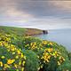 Yellow flowered plants covering ocean bluff overlooking coastline with arch in the distance.