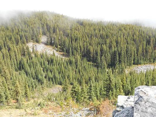 001, Loop: MCGUIRE MTN. LOOKOUT RENTAL