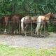 Horses at the Cataloochee Horse Camp stalls