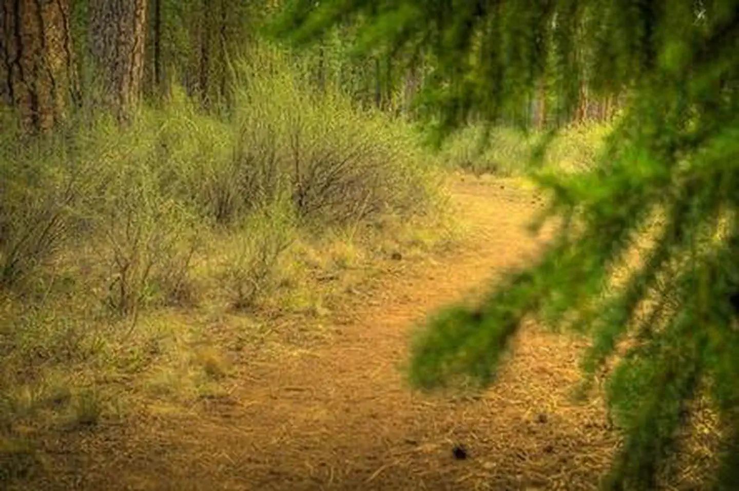 Riverside Campground (Deschutes National Forest, OR)