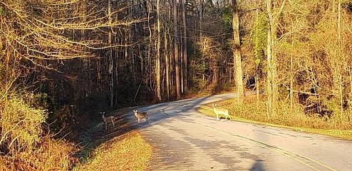 Wildlife in Service Park
