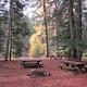 Picnic tables, fire ring, flat needle covered ground in conifer forest with bright yellow cottonwood trees in background.