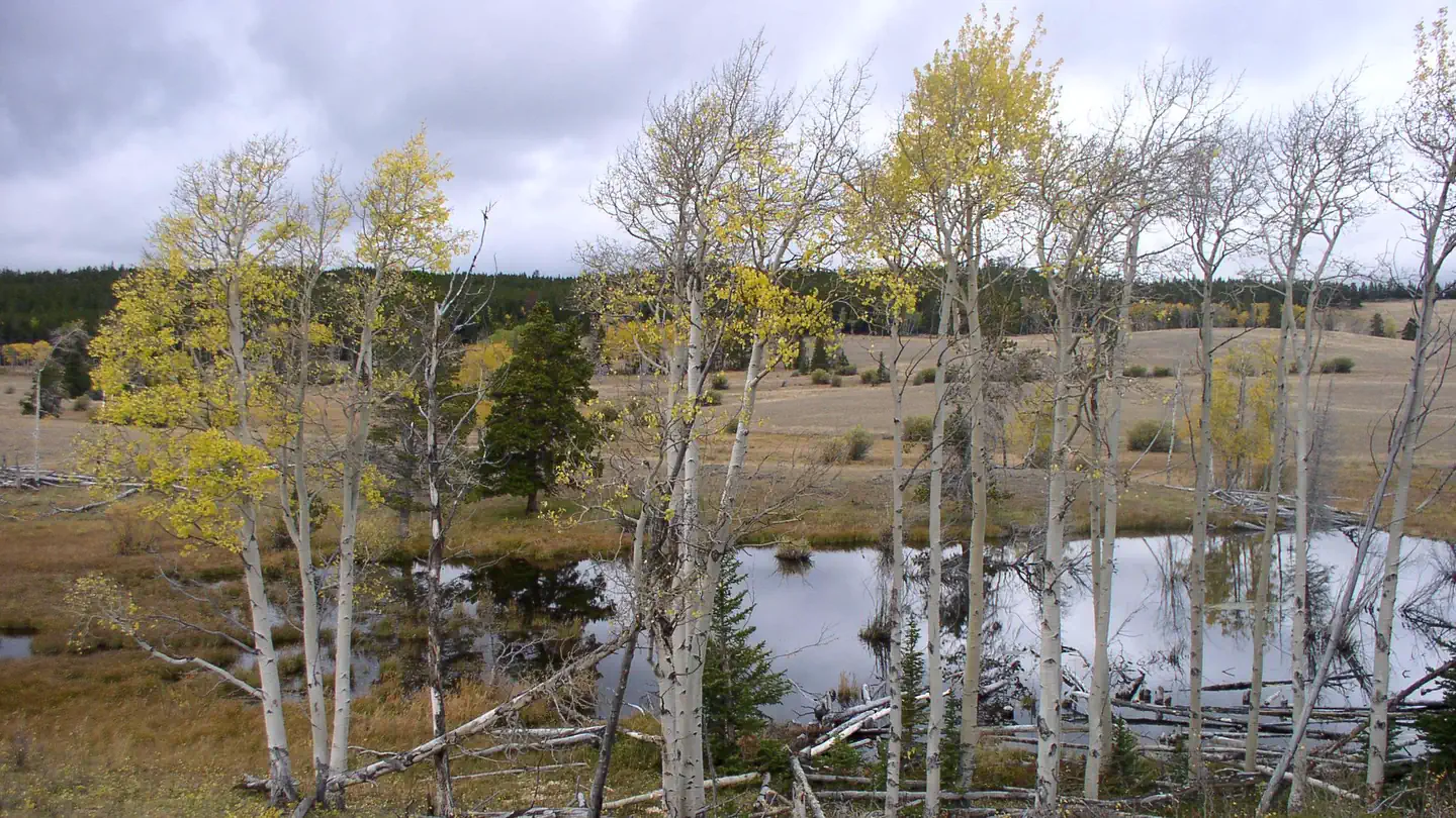 Doyle Creek Campground