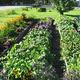 Organic Garden