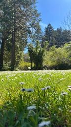 Low-angle meadow shot with wildflowers and tall trees — shows open grassy areas and landscape character of the campground; sourced from the site’s rates/policies background images.