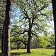Sunlit deciduous tree in mixed conifer forest