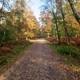 trail between fall trees