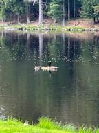 Oneida Pines Resort