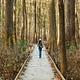 A hiker in the cypress forest of Congaree National Park