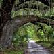 large live oak branches extending over sand road