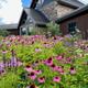 Coneflowers outside Visitor Center in Seven Points