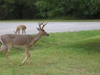 INDIAN CREEK CAMPGROUND