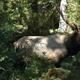 A male Roosevelt Elk standing in the rainforest. His rather large antlers have ten points on them.