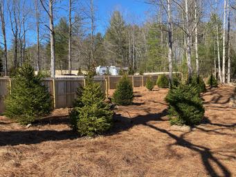 Open view of planted trees, fencing and an RV in the background — shows campsite vegetation, spacing and privacy on the campground (from gallery).