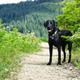 Black lab on dog-friendly Columbia River Gorge Hike.