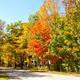 Tranquil Timbers Campground