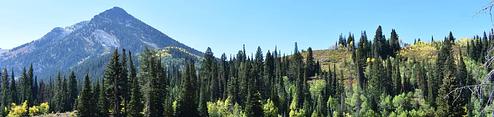 Spruces - Big Cottonwood