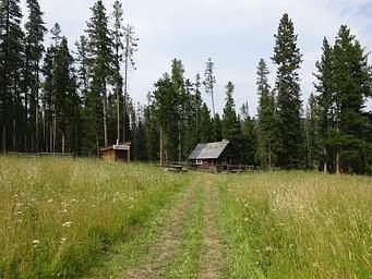 Trail Creek Cabin wildflowers