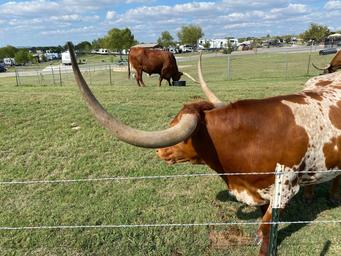 Longhorn RV Resort