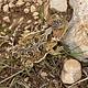 A Horned Lizard along the Tajas trail near Dog Canyon.