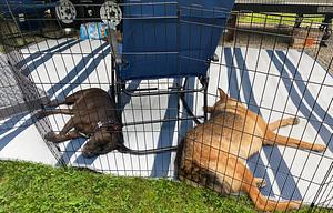 The Dog's Vacation House