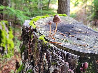 Mushroom on log in the Umpqua National Forest