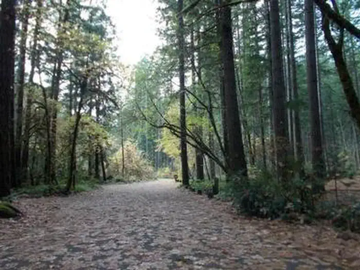 Bogus Creek Campground