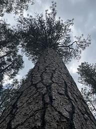 Ponderosa Pine Tree in Campground