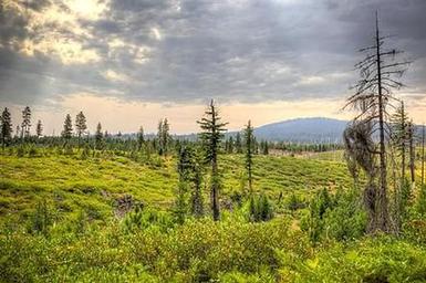 Whispering Pines Horse Camp