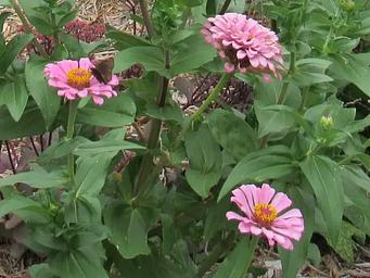 Butterfly Garden