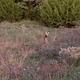 White-tailed deer at Elk City Lake