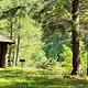 Group Picnic Shelter in sunlit glade of forested creek bank.