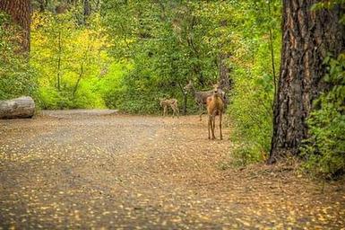 Cottonwood Campground - Naches River (WA)