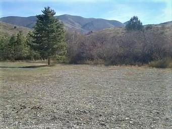A tree in Third Creek Campground