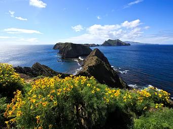 Yellow flowered plant on ocean bluff overlooking three islets and the surrounding ocean.