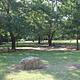 Central Group Campground showing picnic table, rocks, trees and grass.