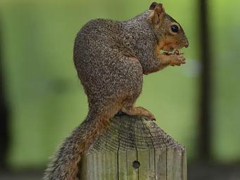 wildlife in Airport Park