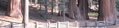 Dorst Creek Campground-sequoia and Kings Canyon National Park