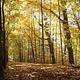 Chellberg Farm Trail in the fall in Indiana Dunes National Lakeshore.