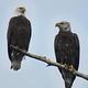 Bald Eagle views from Horseshoe pond