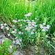 Purple flowers in tall grass
