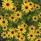 Black Eyed Susans bloom near Jamaica Bay