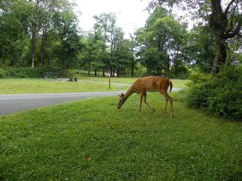 Big Meadows Campground - Shenandoah (VA)