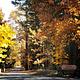 Pineknot Fall 2018