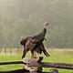Wild Turkey