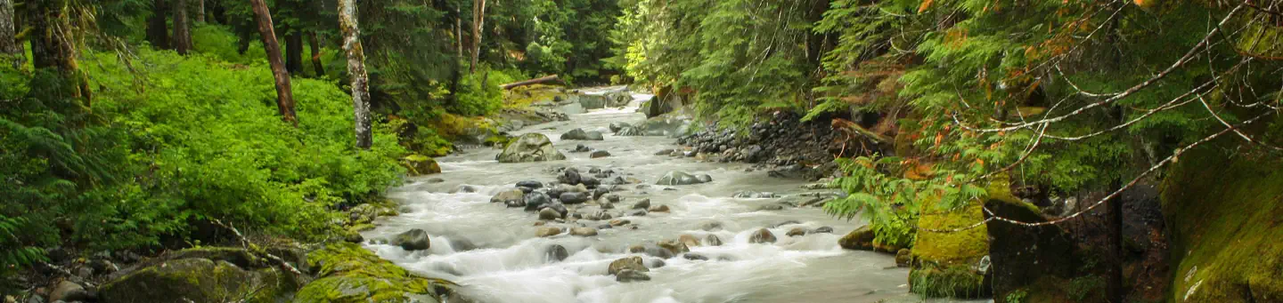 Ohanapecosh Campground