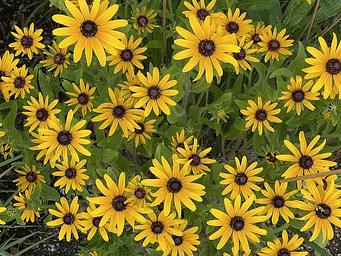 Black Eyed Susans bloom near Jamaica Bay