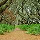 trail leading through palmettos and live oak canopy