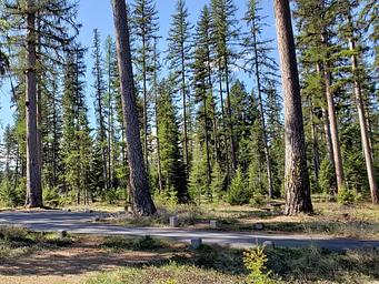Spend time in an old-growth Western larch forest at Seeley Lake Campground. 