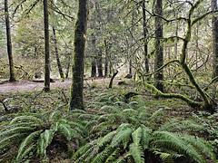 Lush green ferns and foliage at Boulder Flat Campground 